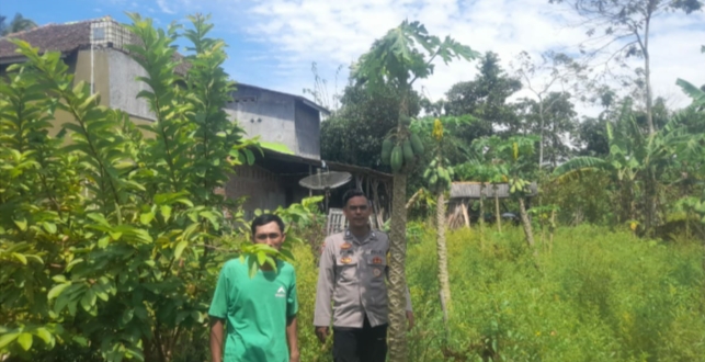 Dukung Swasembada Pangan, Bhabinkamtibmas Polsek Patia Sambangi Warga Petani di Desa Pentas 10 IMG 20250607 191944