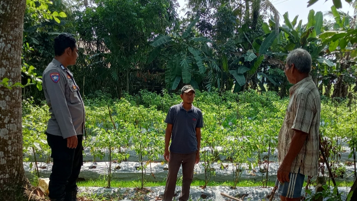 Bhabinkamtibmas Polsek Patia Sambangi Petani di Desa Idaman, Ajak Sukseskan Program Ketahanan Pangan 5 IMG 20250613 220013