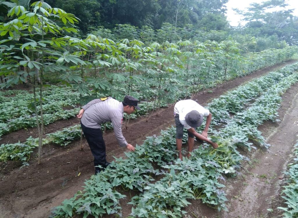 Bhabinkamtibmas Polsek Cikedal Ajak Petani Dukung Ketahanan Pangan Nasional 1 WhatsApp Image 2025 06 01 at 11.08.25