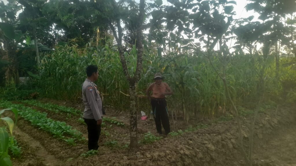 Dukung Program Swasembada Pangan, Bhabinkamtibmas Polsek Patia Sambangi Petani Jagung di Desa Patia 8 WhatsApp Image 2025 06 05 at 18.50.39