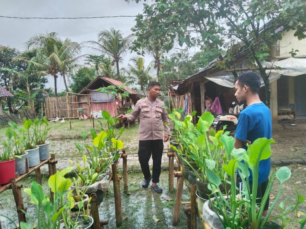 Dukung Program Swasembada Pangan, Bhabinkamtibmas Polsek Patia Sambangi Petani di Kampung Peuntas 9 WhatsApp Image 2025 06 08 at 18.57.16