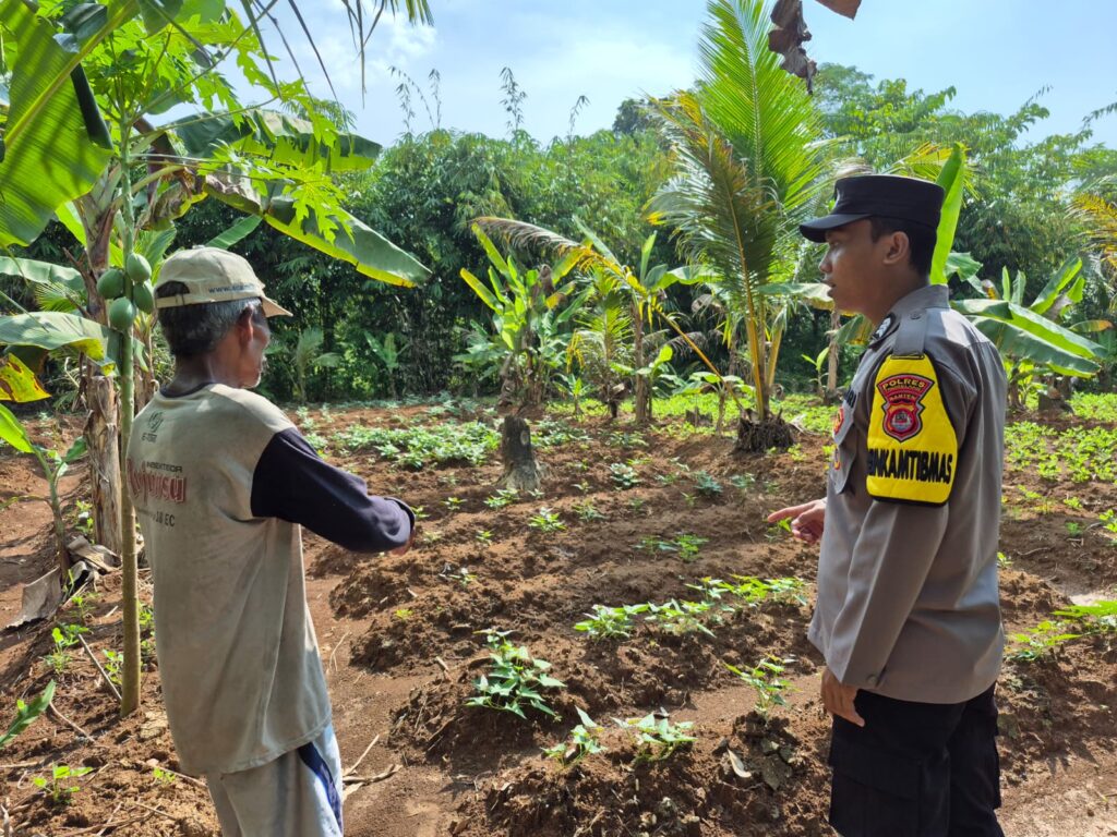 Dukung Ketahanan Pangan, Bhabinkamtibmas Polsek Patia Sambangi Petani dan Peternak di Desa Idaman 5 WhatsApp Image 2025 06 19 at 09.36.30