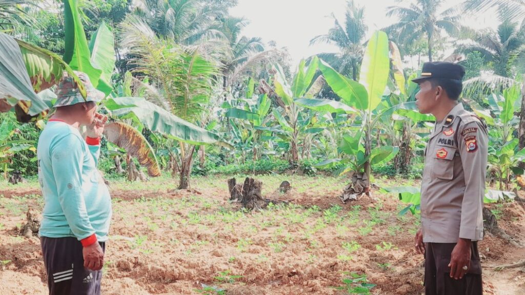 Polsek Patia Ajak Petani Jaga Lingkungan dan Ketahanan Pangan Sekaligus 8 hbhvh