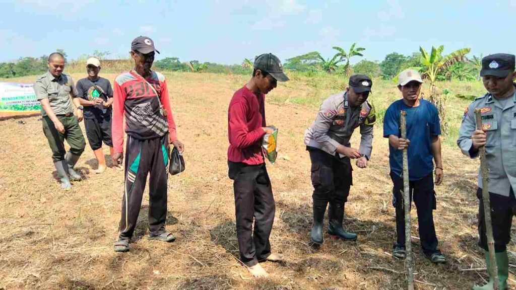 Perkuat Sinergi dengan Petani, Polsek Picung Gelar Penanaman Benih Jagung di Picung 8 WhatsApp Image 2026 06 22 at 13.50.52 11zon