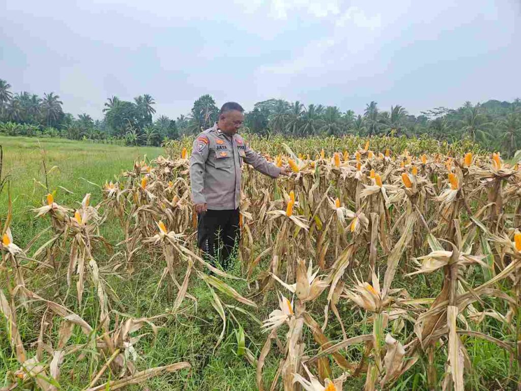 Sinergi Polisi dan Masyarakat, Polsek Labuan Sukses Panen Jagung di Kecamatan Labuan 7 WhatsApp Image 2026 06 23 at 13.08.48 11zon