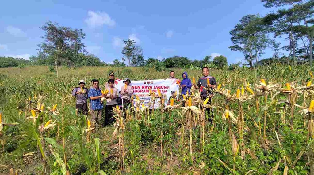 Perkuat Sinergitas dan Ketahanan Pangan, Polsek Panimbang Gelar Panen Jagung di Kampung Kuntili 5 WhatsApp Image 2026 06 26 at 09.27.24 11zon