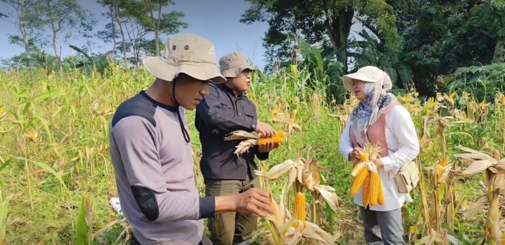 Polsek Panimbang dan Korluh Kecamatan Panimbang Panen Jagung Bersama, Wujud Nyata Ketahanan Pangan 1 sgsdf